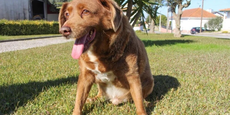 MURIÓ BOBI, EL PERRO MÁS LONGEVO DEL MUNDO: TENÍA 31 AÑOS
