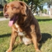 MURIÓ BOBI, EL PERRO MÁS LONGEVO DEL MUNDO: TENÍA 31 AÑOS