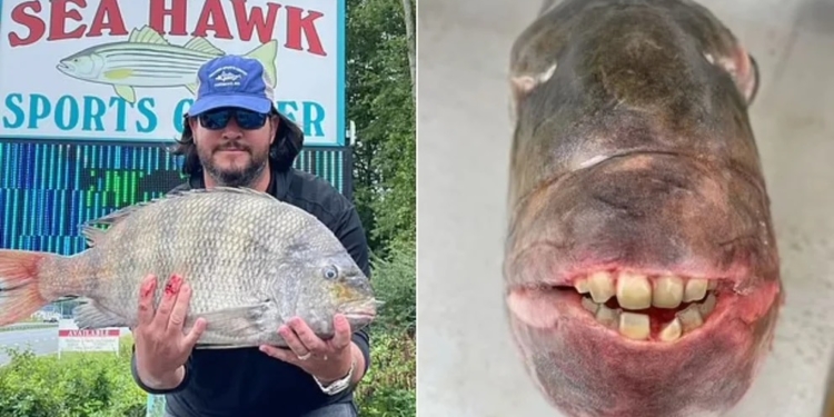 ENCUENTRA UN PESCADOR UN PEZ CON DIENTES HUMANOS EN SU BOCA