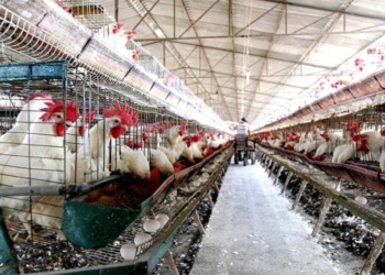 PRIMER CASO DE GRIPE AVIAR EN GRANJA DE CAJEME