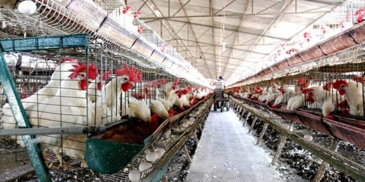 PRIMER CASO DE GRIPE AVIAR EN GRANJA DE CAJEME
