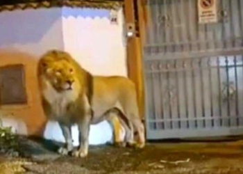 LEÓN SE ESCAPA DE UN CIRCO