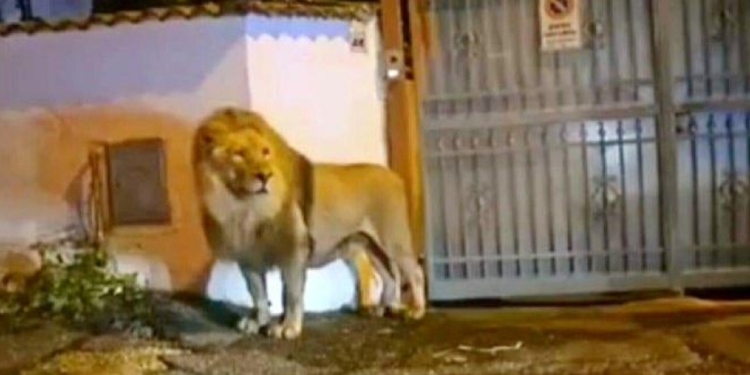 LEÓN SE ESCAPA DE UN CIRCO