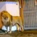 LEÓN SE ESCAPA DE UN CIRCO