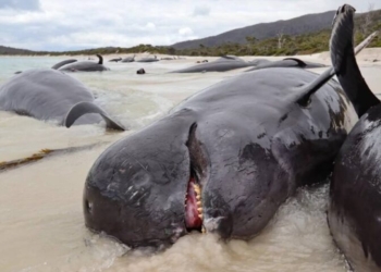 MUEREN MÁS DE 30 BALLENAS VARADAS EN UNA PLAYA DE AUSTRALIA