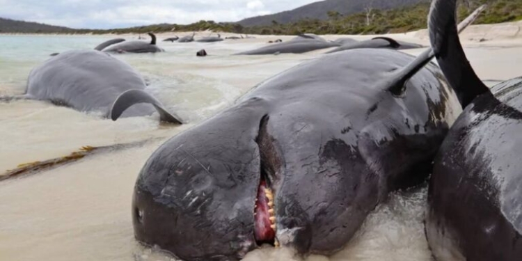 MUEREN MÁS DE 30 BALLENAS VARADAS EN UNA PLAYA DE AUSTRALIA