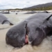 MUEREN MÁS DE 30 BALLENAS VARADAS EN UNA PLAYA DE AUSTRALIA