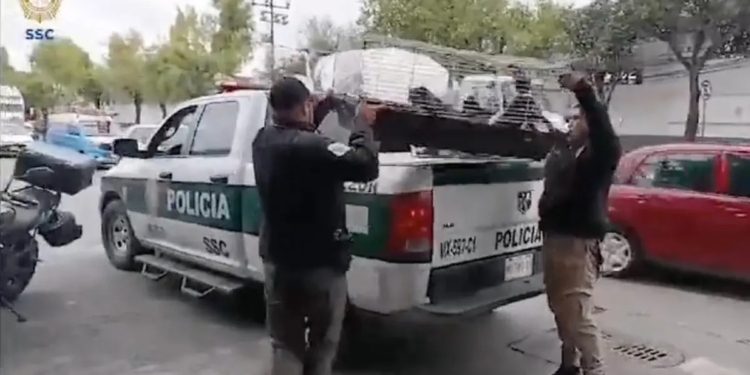 RESCATAN A 15 GATITOS Y UN PERRO QUE SE ENCONTRABAN ATRAPADOS EN JAULAS