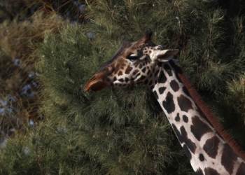 JIRAFA BENITO TENDRÁ UNA VIDA NORMAL EN AFRICAM SAFARI