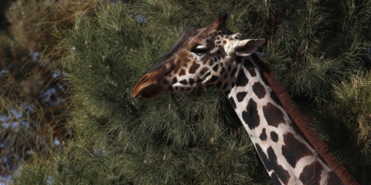 JIRAFA BENITO TENDRÁ UNA VIDA NORMAL EN AFRICAM SAFARI