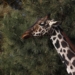JIRAFA BENITO TENDRÁ UNA VIDA NORMAL EN AFRICAM SAFARI