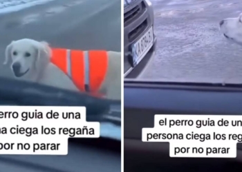 PERRO GUÍA LADRA A CONDUCTORES PARA AYUDAR A DUEÑO CIEGO A CRUZAR CALLE