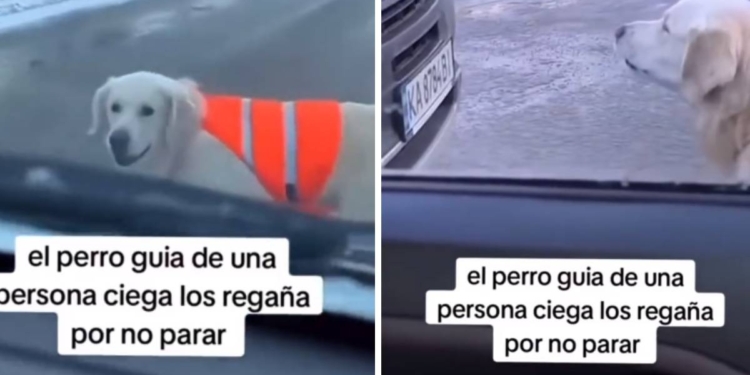 PERRO GUÍA LADRA A CONDUCTORES PARA AYUDAR A DUEÑO CIEGO A CRUZAR CALLE