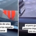 PERRO GUÍA LADRA A CONDUCTORES PARA AYUDAR A DUEÑO CIEGO A CRUZAR CALLE