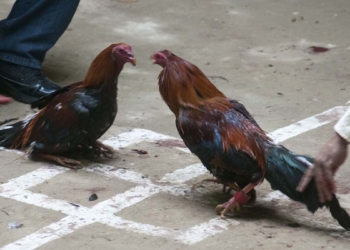 ¡ASÍ NO! CAUSA POLÉMICA REVELACIÓN DE GÉNERO CON PELEA DE GALLOS EN NUEVO LEÓN