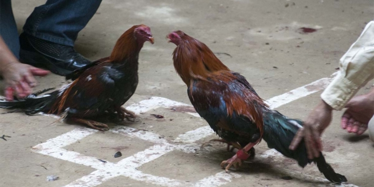 ¡ASÍ NO! CAUSA POLÉMICA REVELACIÓN DE GÉNERO CON PELEA DE GALLOS EN NUEVO LEÓN