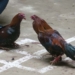 ¡ASÍ NO! CAUSA POLÉMICA REVELACIÓN DE GÉNERO CON PELEA DE GALLOS EN NUEVO LEÓN