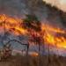 ATIENDE GOBIERNO DE SONORA PROTOCOLOS DE PREVENCIÓN PARA CONTROL DE INCENDIOS FORESTALES