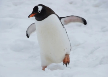 CAMBIO CLIMÁTICO MODIFICA PERSONALIDAD DE LOS PINGÜINOS: ESTUDIO