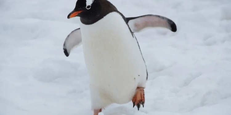 CAMBIO CLIMÁTICO MODIFICA PERSONALIDAD DE LOS PINGÜINOS: ESTUDIO