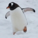 CAMBIO CLIMÁTICO MODIFICA PERSONALIDAD DE LOS PINGÜINOS: ESTUDIO