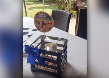ENCIERRAN A POLLITOS VIVOS EN CENTROS DE MESA PARA FIESTA