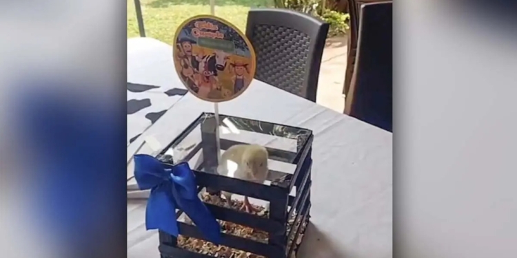 ENCIERRAN A POLLITOS VIVOS EN CENTROS DE MESA PARA FIESTA