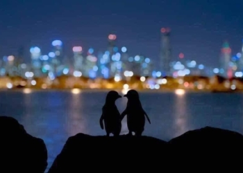 PINGÜINOS VIUDOS SE REENCUENTRAN TODAS LAS NOCHES PARA CONSOLARSE