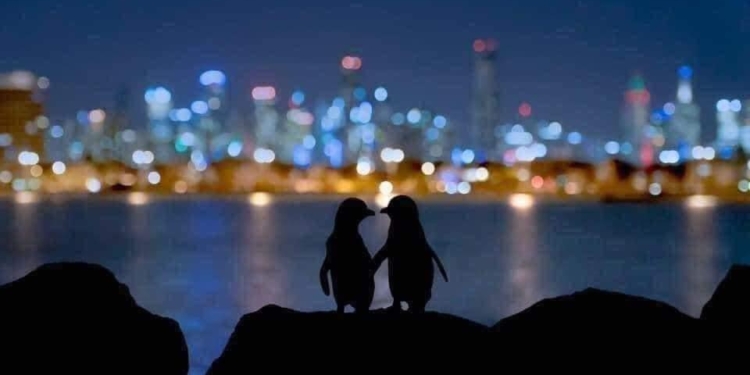 PINGÜINOS VIUDOS SE REENCUENTRAN TODAS LAS NOCHES PARA CONSOLARSE