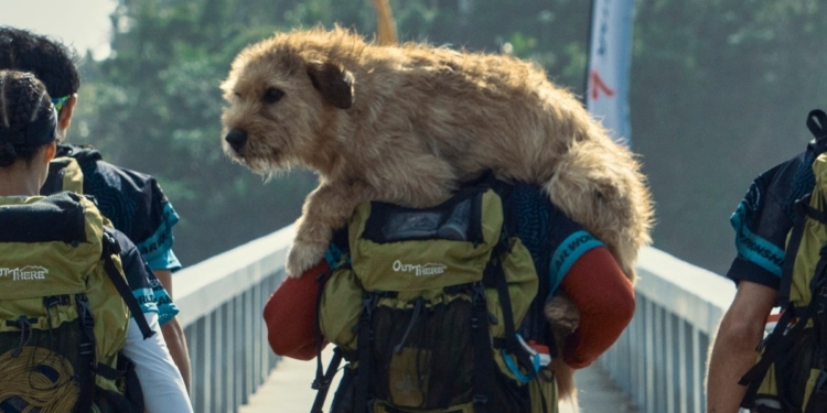 “ARTHUR”,LA HISTORIA DE MIKAEL LINDNORD Y UN PERRO QUE ENCONTRÓ UN NUEVO HOGAR