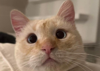 DE CALLEJERO A VIAJANTE: ASÍ SE CONVIRTIÓ ESTE GATITO