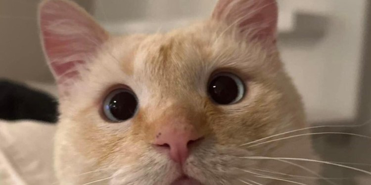 DE CALLEJERO A VIAJANTE: ASÍ SE CONVIRTIÓ ESTE GATITO