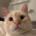 DE CALLEJERO A VIAJANTE: ASÍ SE CONVIRTIÓ ESTE GATITO
