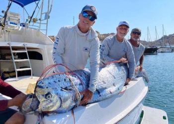 APARECE PEZ REMO GIGANTE EN LOS CABOS, BCS
