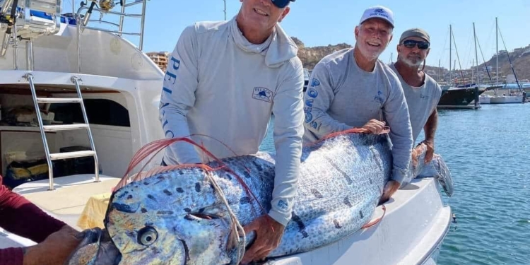 APARECE PEZ REMO GIGANTE EN LOS CABOS, BCS