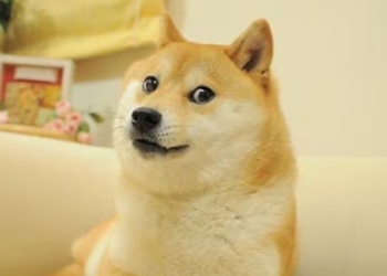¡HASTA SIEMPRE DOGE! MUERE KABOSU, LA SHIBA INU QUE INSPIRÓ EL MEME Y LA CRIPTOMONEDA DOGECOIN
