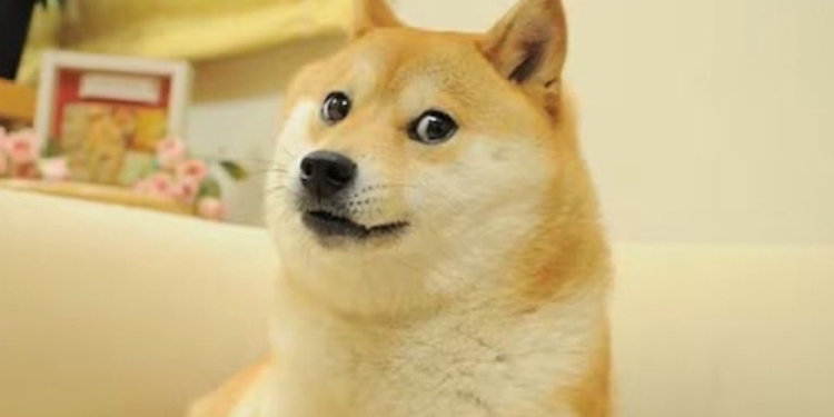 ¡HASTA SIEMPRE DOGE! MUERE KABOSU, LA SHIBA INU QUE INSPIRÓ EL MEME Y LA CRIPTOMONEDA DOGECOIN