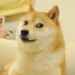 ¡HASTA SIEMPRE DOGE! MUERE KABOSU, LA SHIBA INU QUE INSPIRÓ EL MEME Y LA CRIPTOMONEDA DOGECOIN