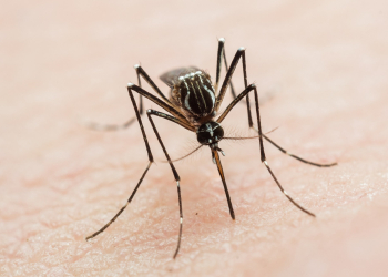 AUMENTA DENGUE EN MÉXICO: ¿EN QUÉ ESTADOS HAY MÁS CASOS?