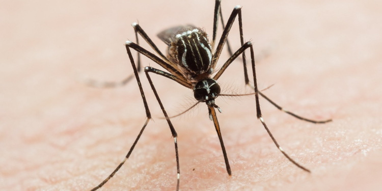 AUMENTA DENGUE EN MÉXICO: ¿EN QUÉ ESTADOS HAY MÁS CASOS?