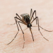 AUMENTA DENGUE EN MÉXICO: ¿EN QUÉ ESTADOS HAY MÁS CASOS?