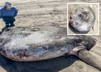 ENCUENTRAN ENORME PEZ ‘LUNA’ EN LAS COSTAS DE OREGÓN