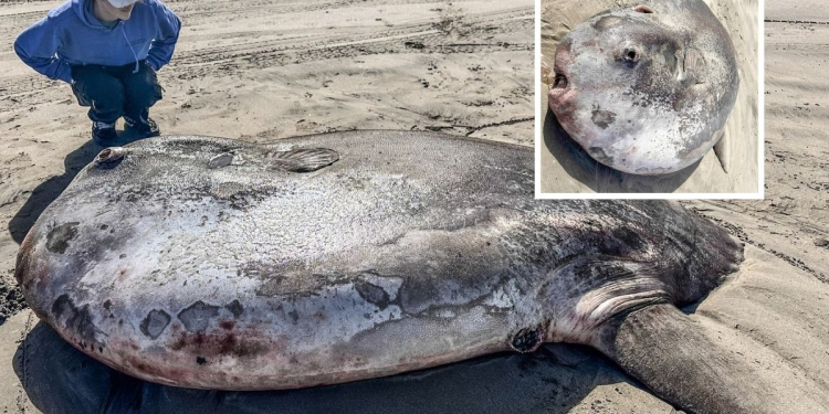 ENCUENTRAN ENORME PEZ ‘LUNA’ EN LAS COSTAS DE OREGÓN