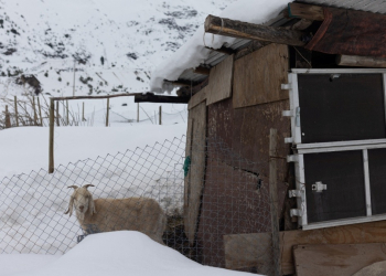 APOCALIPSIS DE HIELO: ANIMALES SE CONGELAN POR HELADAS SIN PRECEDENTES EN ARGENTINA