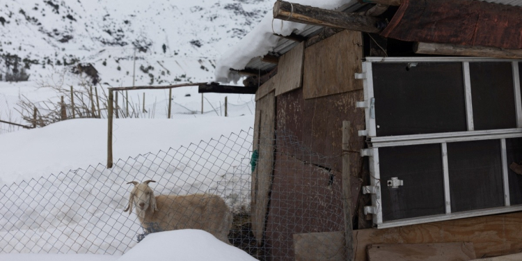 APOCALIPSIS DE HIELO: ANIMALES SE CONGELAN POR HELADAS SIN PRECEDENTES EN ARGENTINA