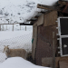 APOCALIPSIS DE HIELO: ANIMALES SE CONGELAN POR HELADAS SIN PRECEDENTES EN ARGENTINA