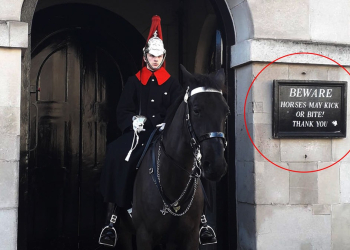 MORDIDA REAL: CABALLO DE LA GUARDIA REAL DA “CARIÑITO” A TURISTA QUE NO RESPETÓ LETRERO