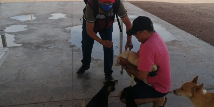 INVITA SALUD MUNICIPAL A CAMPAÑA DE VACUNACIÓN ANTIRRÁBICA PARA MASCOTAS