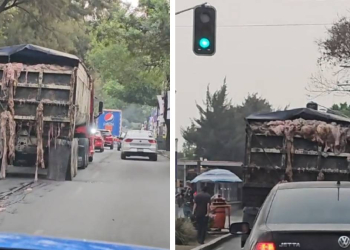 CAMIÓN DERRAMA VÍSCERAS EN PLENA AVENIDA DE LA CDMX