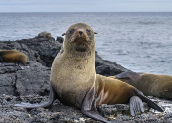 LEONES MARINOS ATACAN A TURISTAS Y LOS CORREN DE PLAYA EN SAN DIEGO
